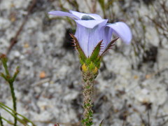 Roella ciliata