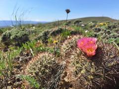 Pediocactus nigrispinus