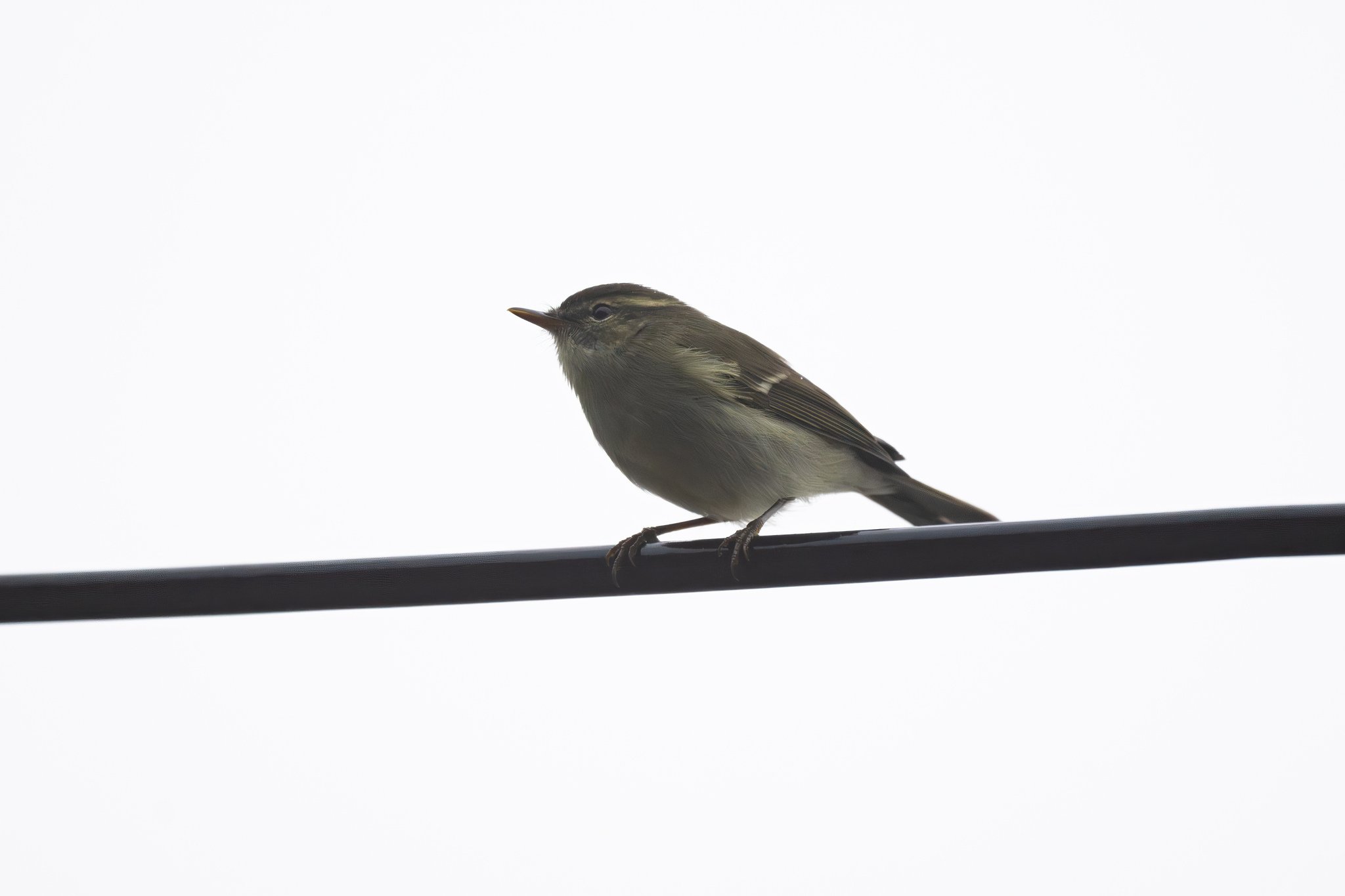 Greenish Warbler