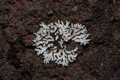 Physconia isidiigera