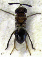 Encyrtus aurantii