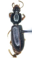 Clivina
