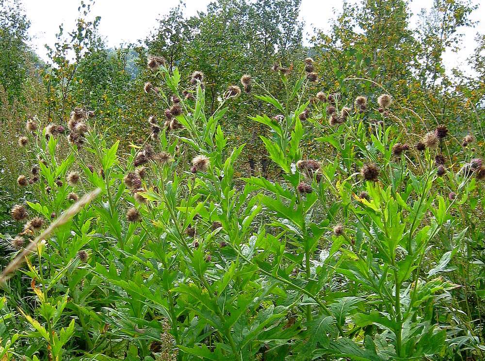 Cirsium kamtschaticum