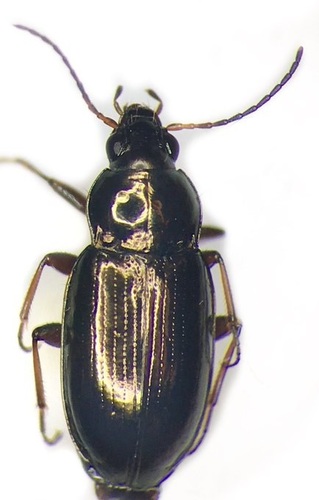 Creston Riverbank Ground Beetle
