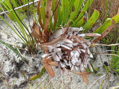 Protea aspera