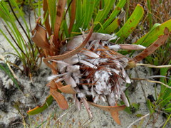 Protea aspera