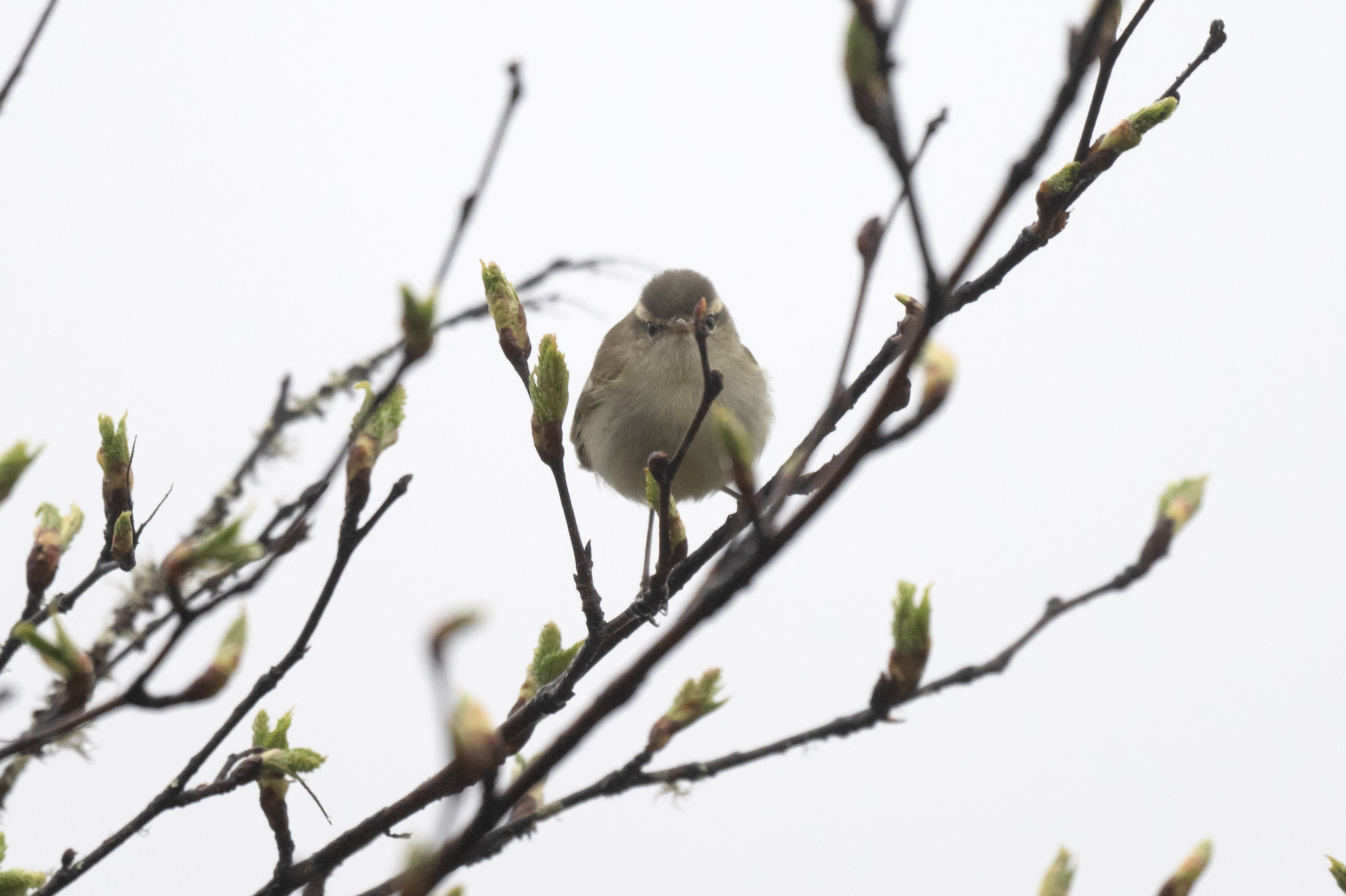 Greenish Warbler