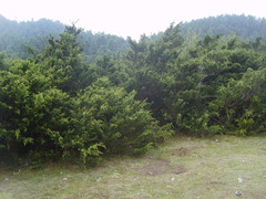 Juniperus monticola monticola