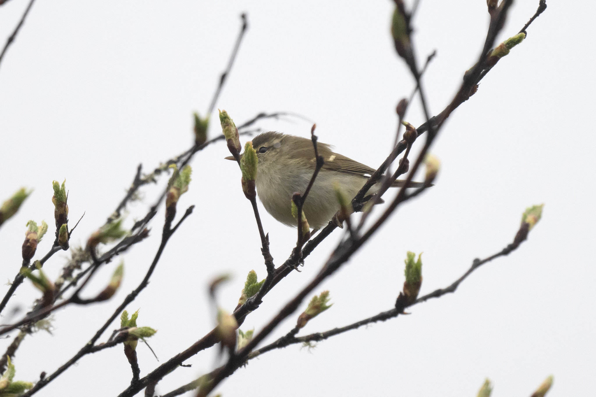 Greenish Warbler