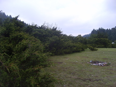 Juniperus monticola monticola
