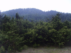 Juniperus monticola monticola