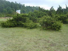 Juniperus monticola monticola