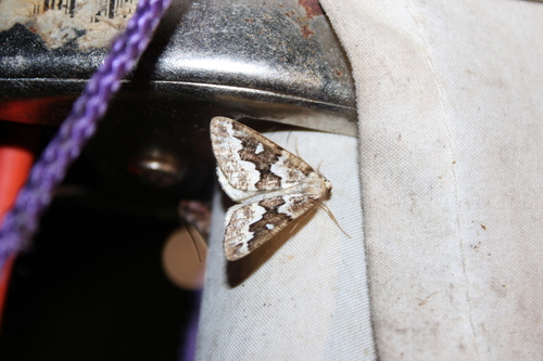 Gray Spruce Looper Moth photo 6