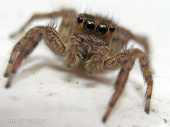 Salticidae