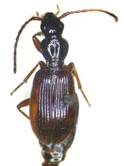 Oxypselaphus pusillus