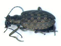 Opisthius richardsoni
