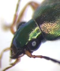 Chlaenius pennsylvanicus