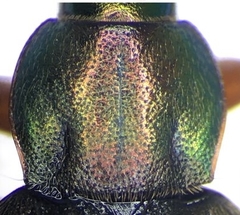 Chlaenius pennsylvanicus