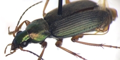 Chlaenius pennsylvanicus