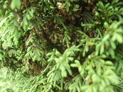 Juniperus monticola