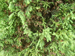 Juniperus monticola