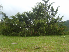 Juniperus monticola