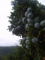 Juniperus monticola monticola