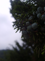 Juniperus monticola monticola