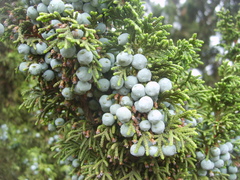 Juniperus monticola monticola