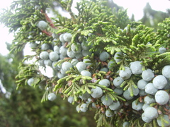 Juniperus monticola monticola