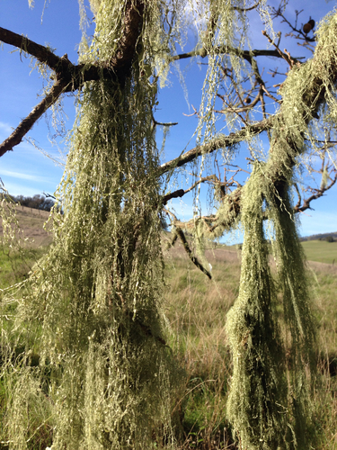 iNaturalist observation photo of lace lichen