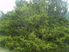 Juniperus monticola