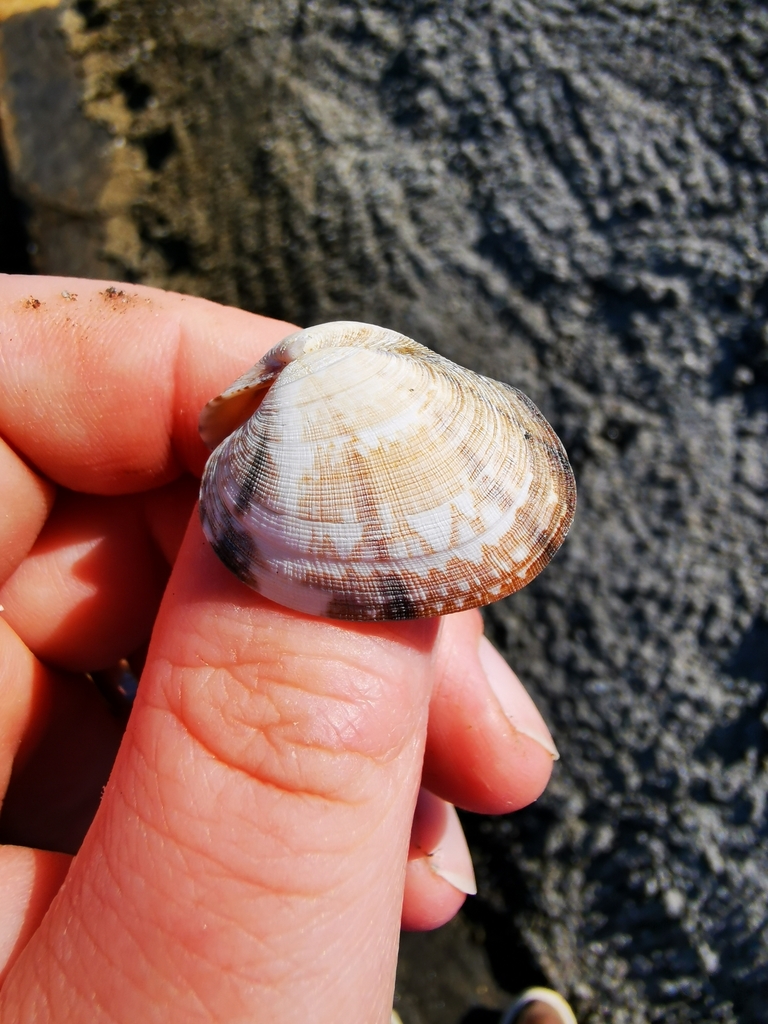 grooved carpet shell from Kristiansund, on July 29, 2023 at 0202