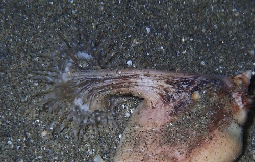 Sagartiomorphe carlgreni