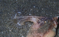 Sagartiomorphe carlgreni
