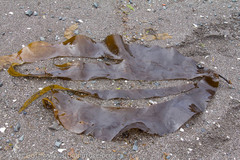 Laminariaceae