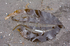 Laminariaceae
