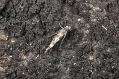 Tinea astraea