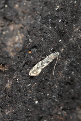 Tinea astraea