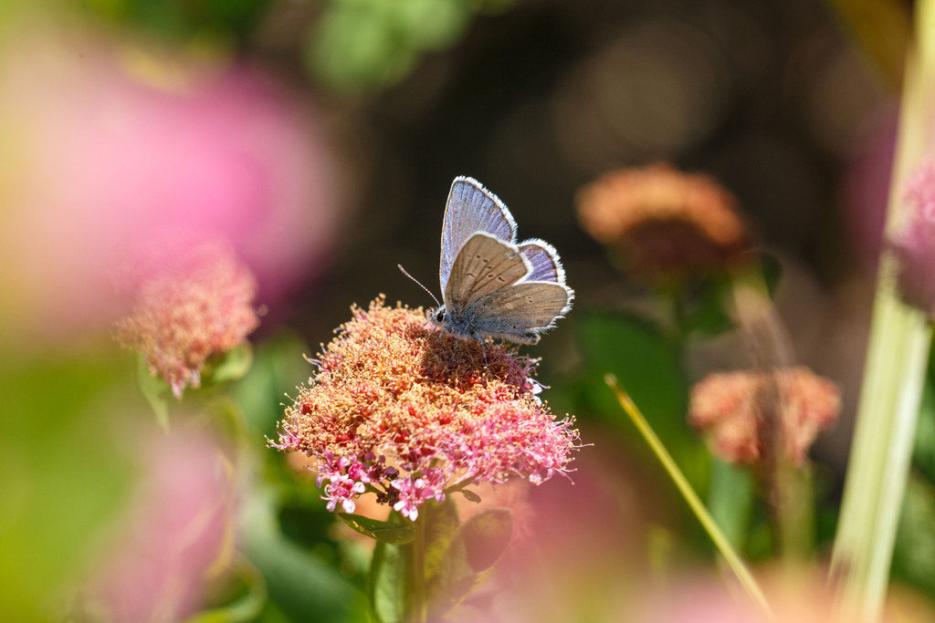 Anna's Blue