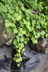 Ribes laxiflorum
