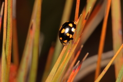 Coccinella leonina