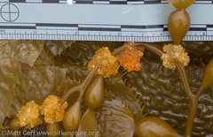 Aulorhynchus flavidus