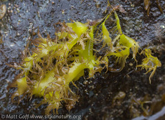 Grateloupia californica