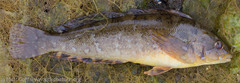 Hexagrammos octogrammus