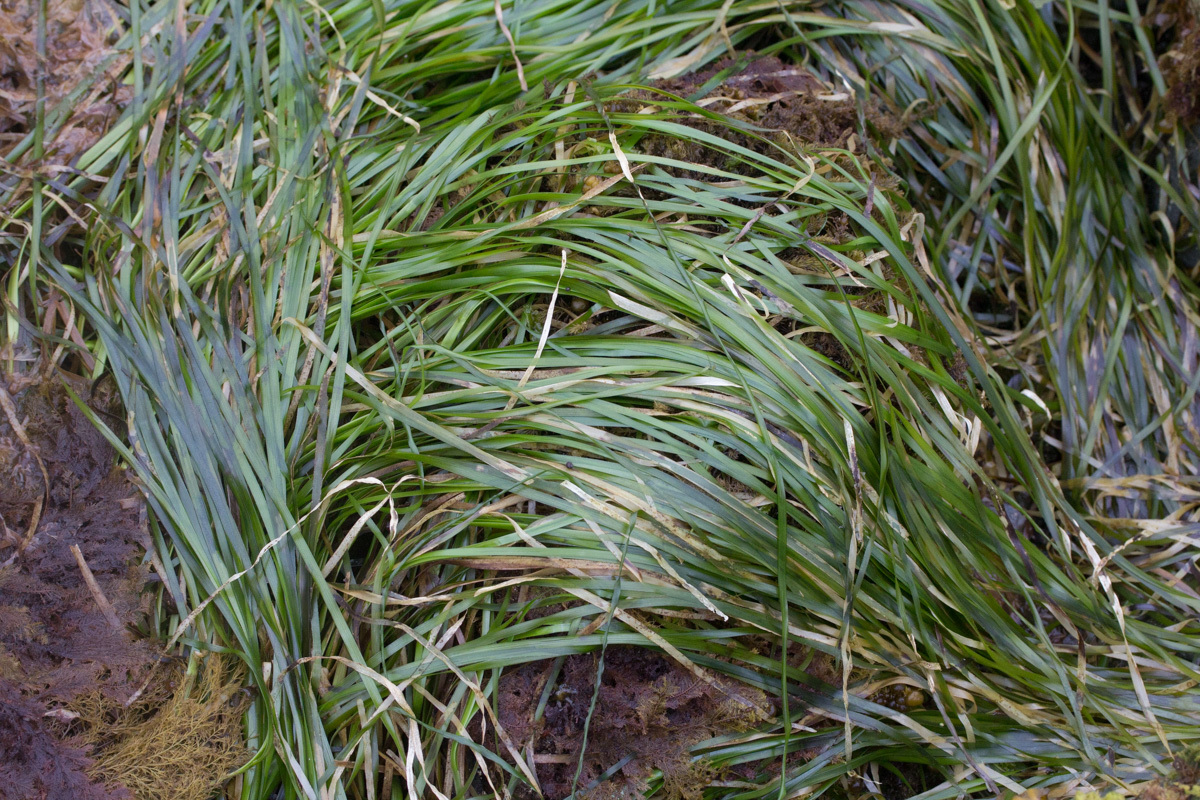 Phyllospadix serrulatus