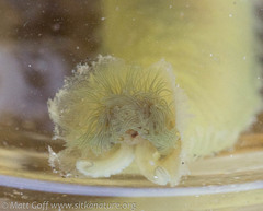 Flabelligera infundibularis