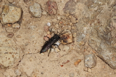 Tachysphex nigerrimus