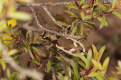 Neocicindela latecincta
