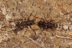 Neocicindela garnerae